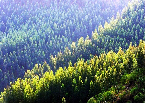 效率提升2倍！广西立异手艺赋能让34.2万亩林地确权提速降本