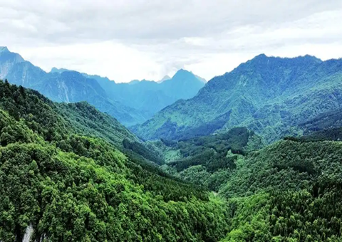 四川雅安：建设“天府森林四库” 推进林下经济开展