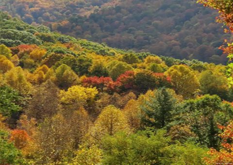 安徽滁州：深化林长制刷新加速释放森林“四库”潜能