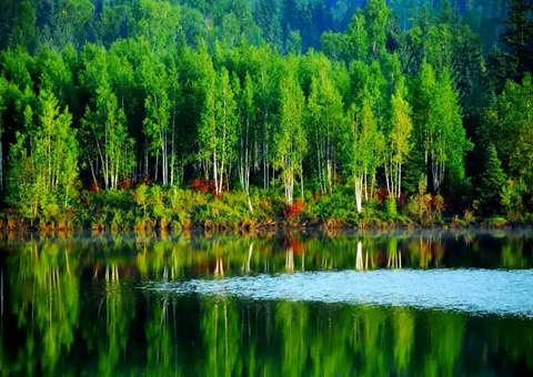 哈尔滨：以林为基兴工业以食为媒惠民生