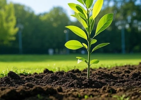 上海首提大型生态空间单位，2035年妄想林地面积147万亩