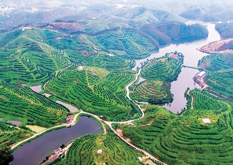 广东揭晓首批林业谋划收益权证 <br>标记着林地谋划权转化为可流转、、、可融资、、、可收益的“绿色资源”