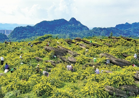 重庆秀山：一朵山银花，绽放19亿元综合产值