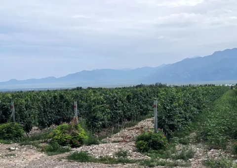 宁夏：开展生态资源本底视察 探索全链条协同治理路径